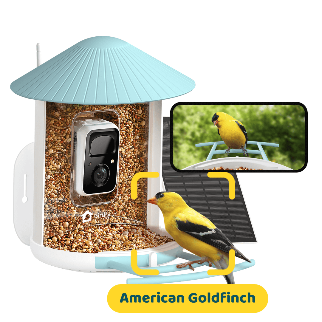 Birdfy Feeder with Solar Panel - Solar-Powered Smart Bird Feeder with Camera