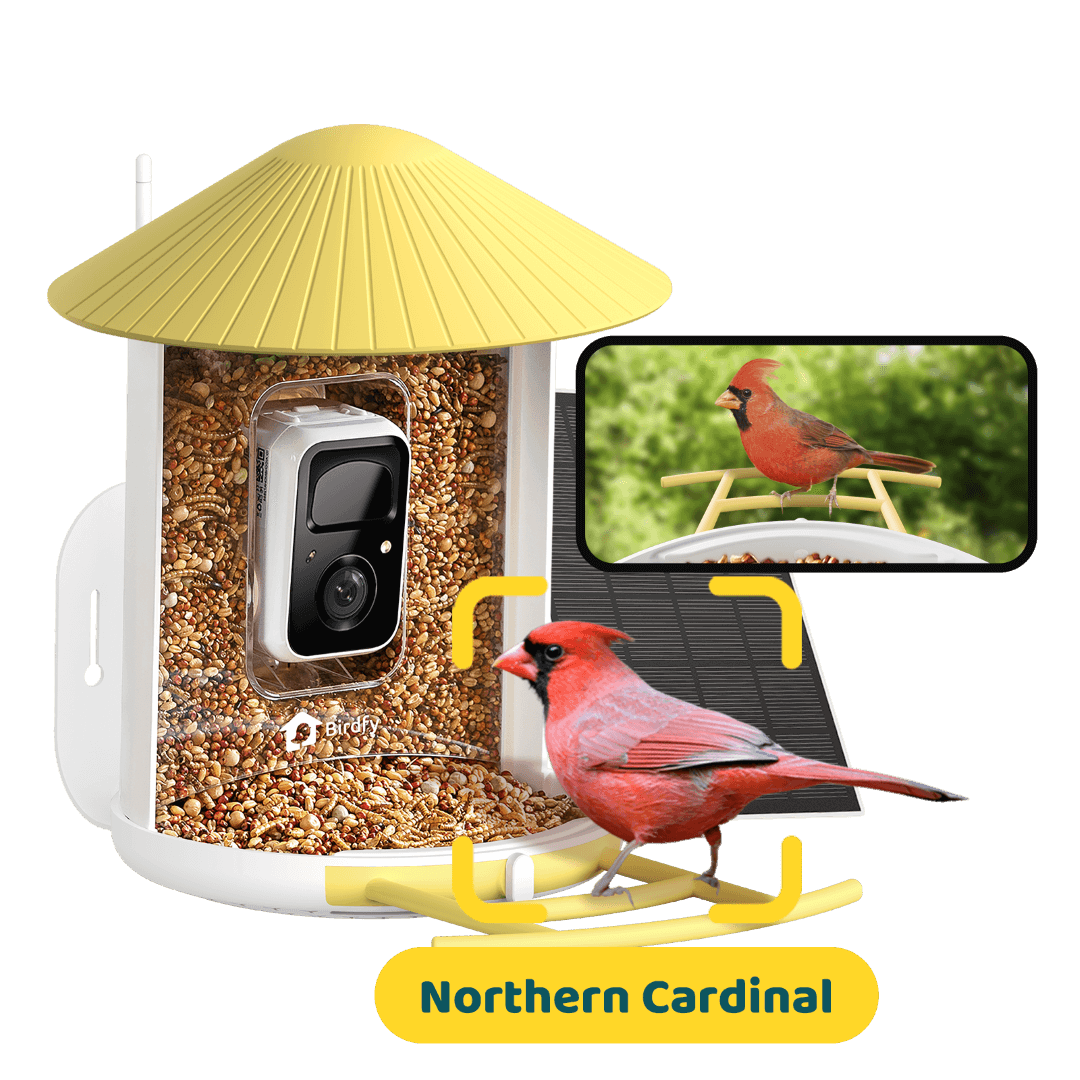 Birdfy Feeder with Solar Panel - Solar-Powered Smart Bird Feeder with Camera