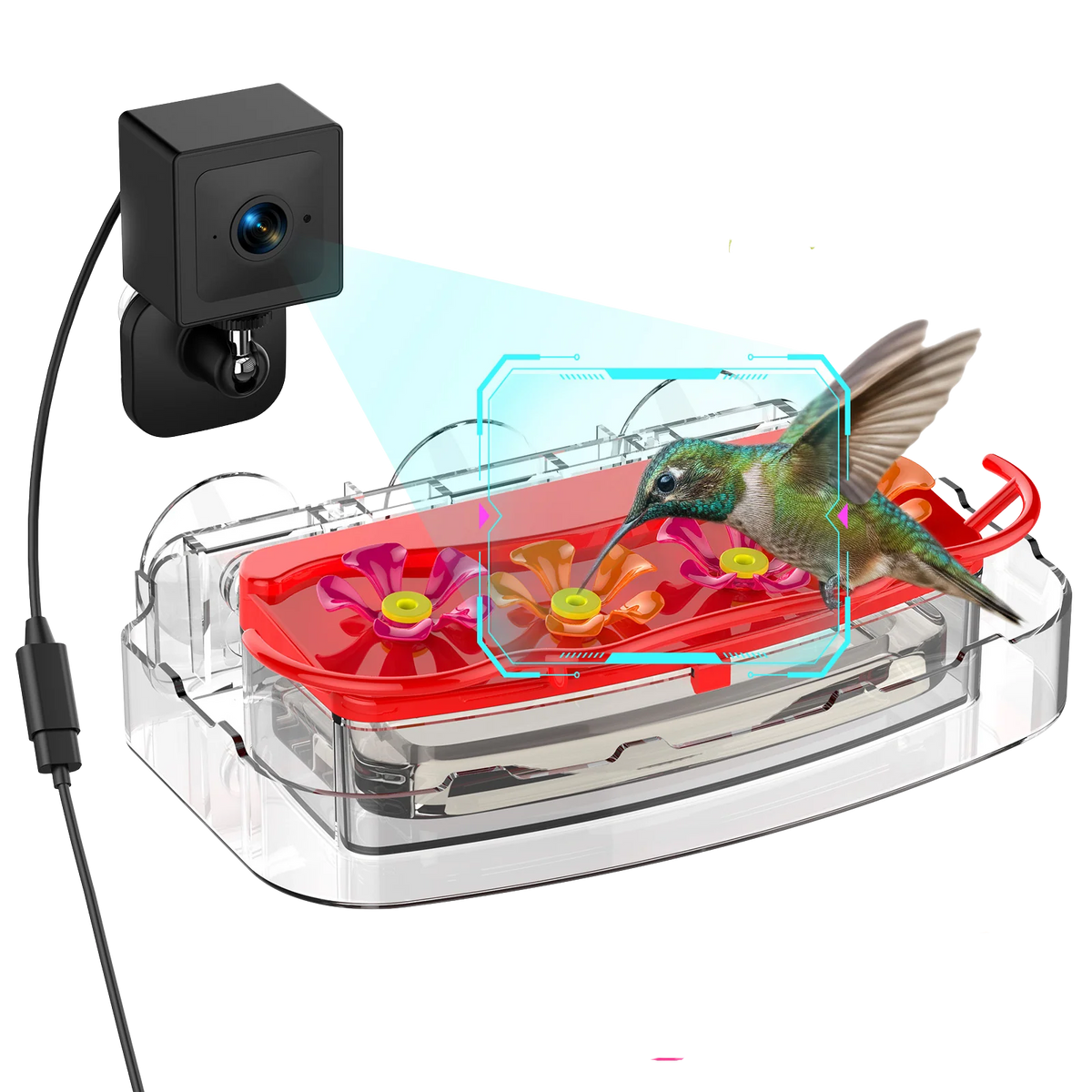 Hummingbird Camera Strap Hummingbird 2K & 4K Camera Feeders – Birds of Our Lives