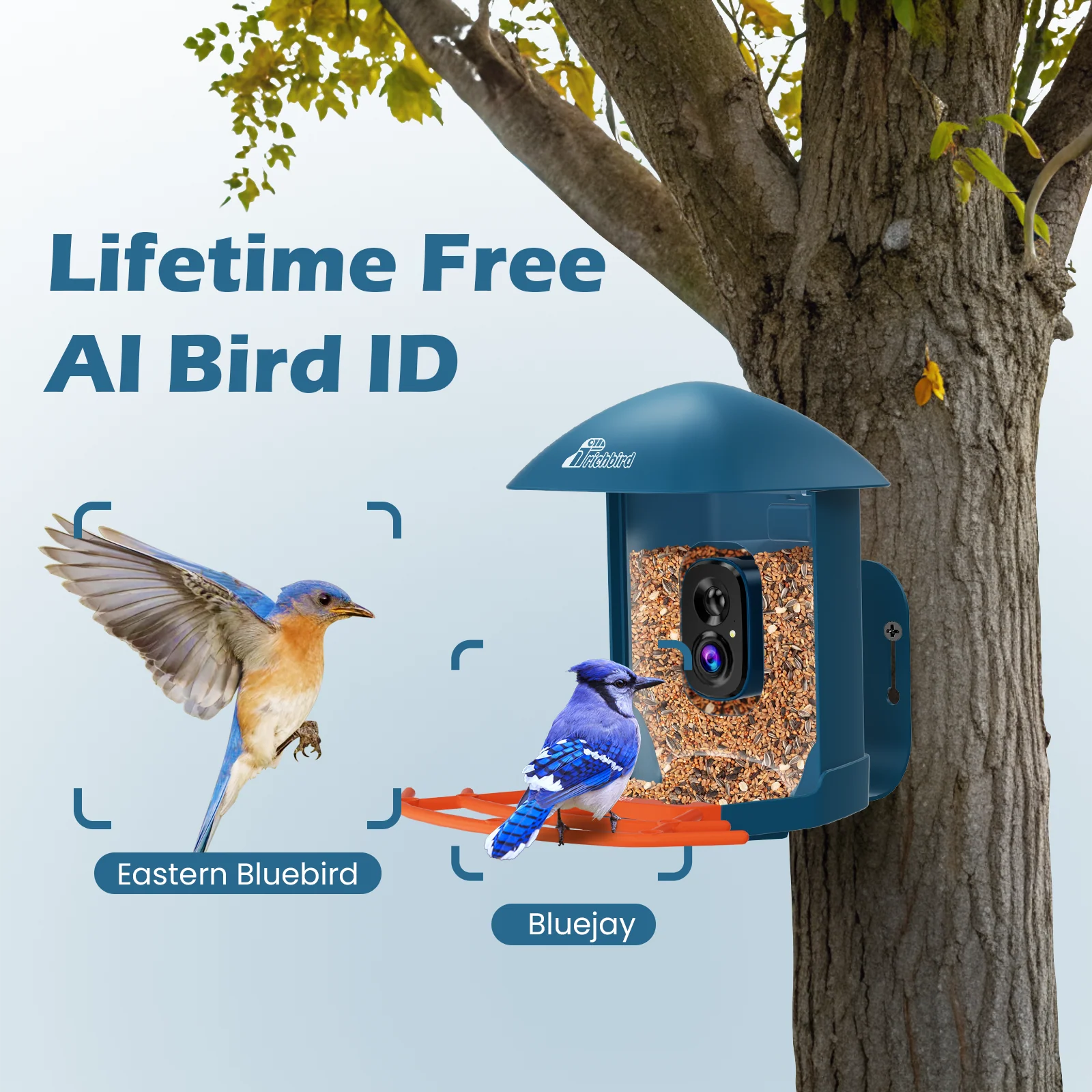 RichBird Wild Bird Feeder with Camera mounted on a tree, featuring HD camera, AI bird ID, and two birds labeled Eastern Bluebird and Bluejay.