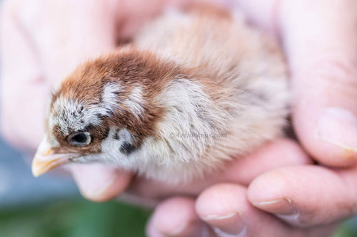 Easter Egger Pullets – Colorful Layers, Easy Keepers (15 Chick Bundle)