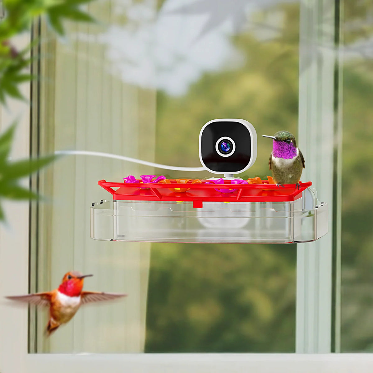 Hummingbird Camera Strap Hummingbird 2K & 4K Camera Feeders – Birds of Our Lives