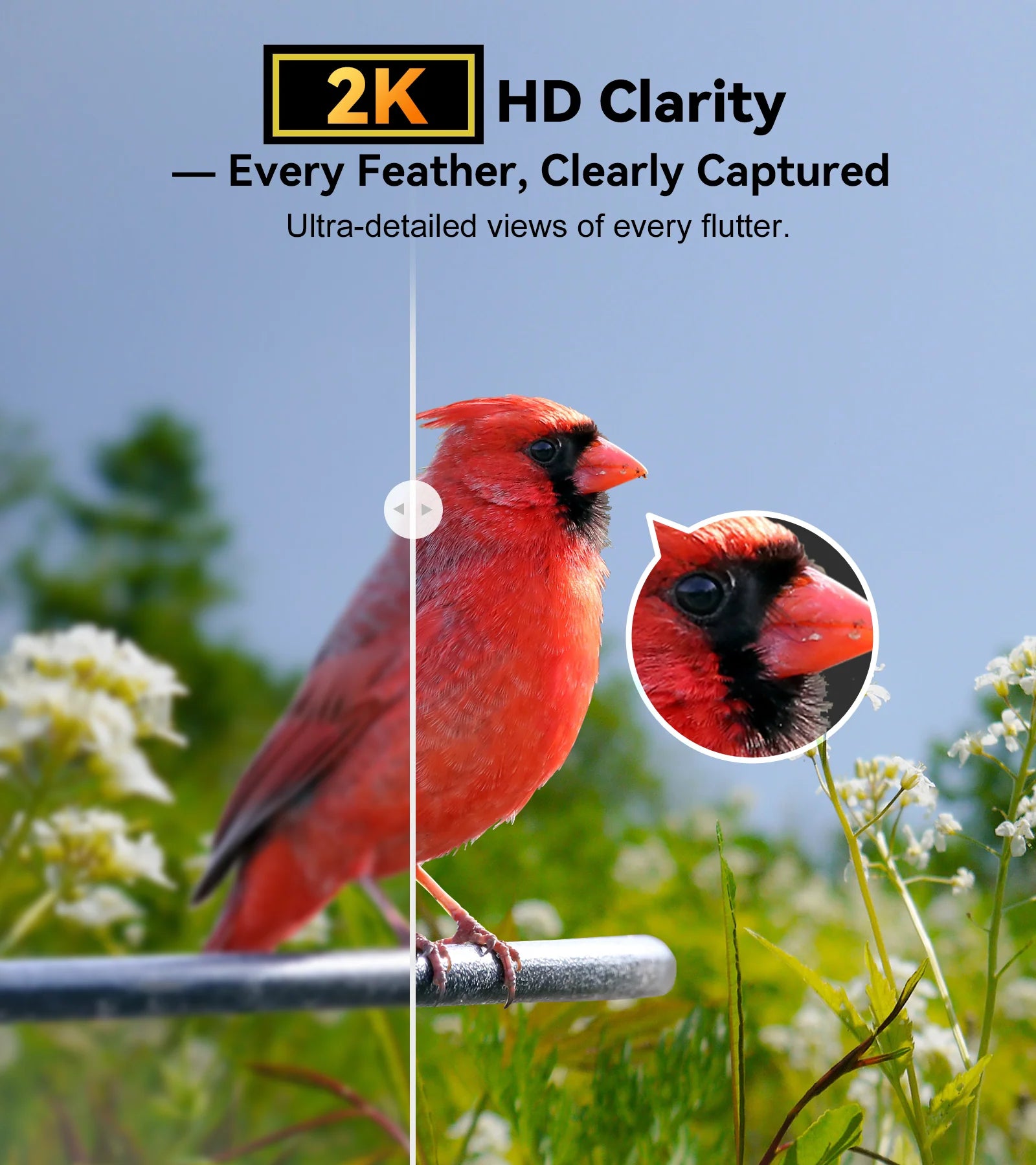Orivanta AI Smart Bird Feeder Camera 2K HD