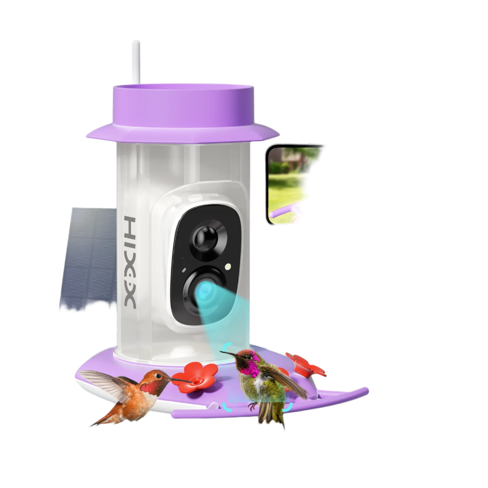 Purple Smart Hummingbird Feeder Camera- Birds of Our Lives