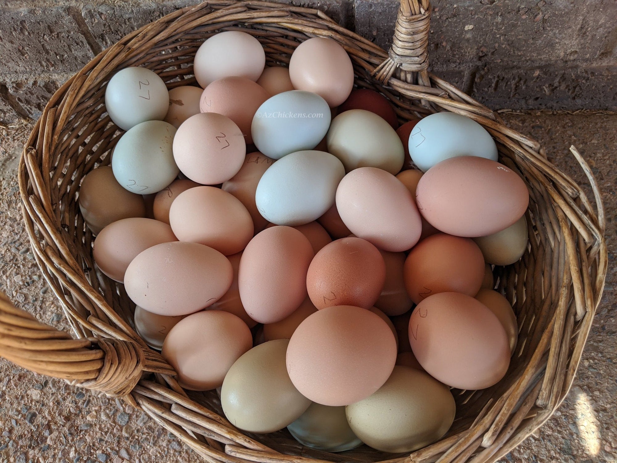 Easter Egger Pullets – Colorful Layers, Easy Keepers (15 Chick Bundle)