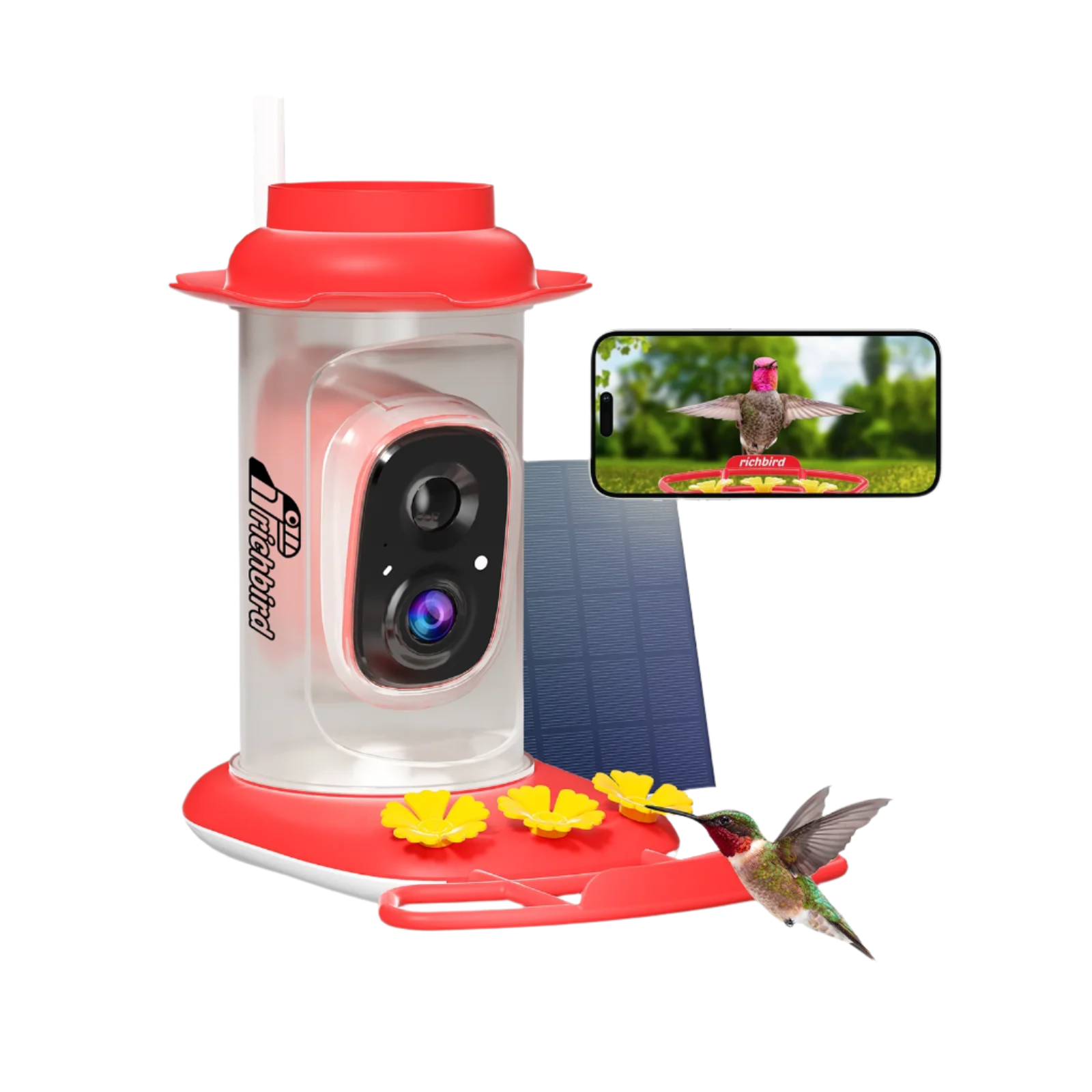 Richbird_Camera_Feeder_-_Birds_of_Our_Lives_3