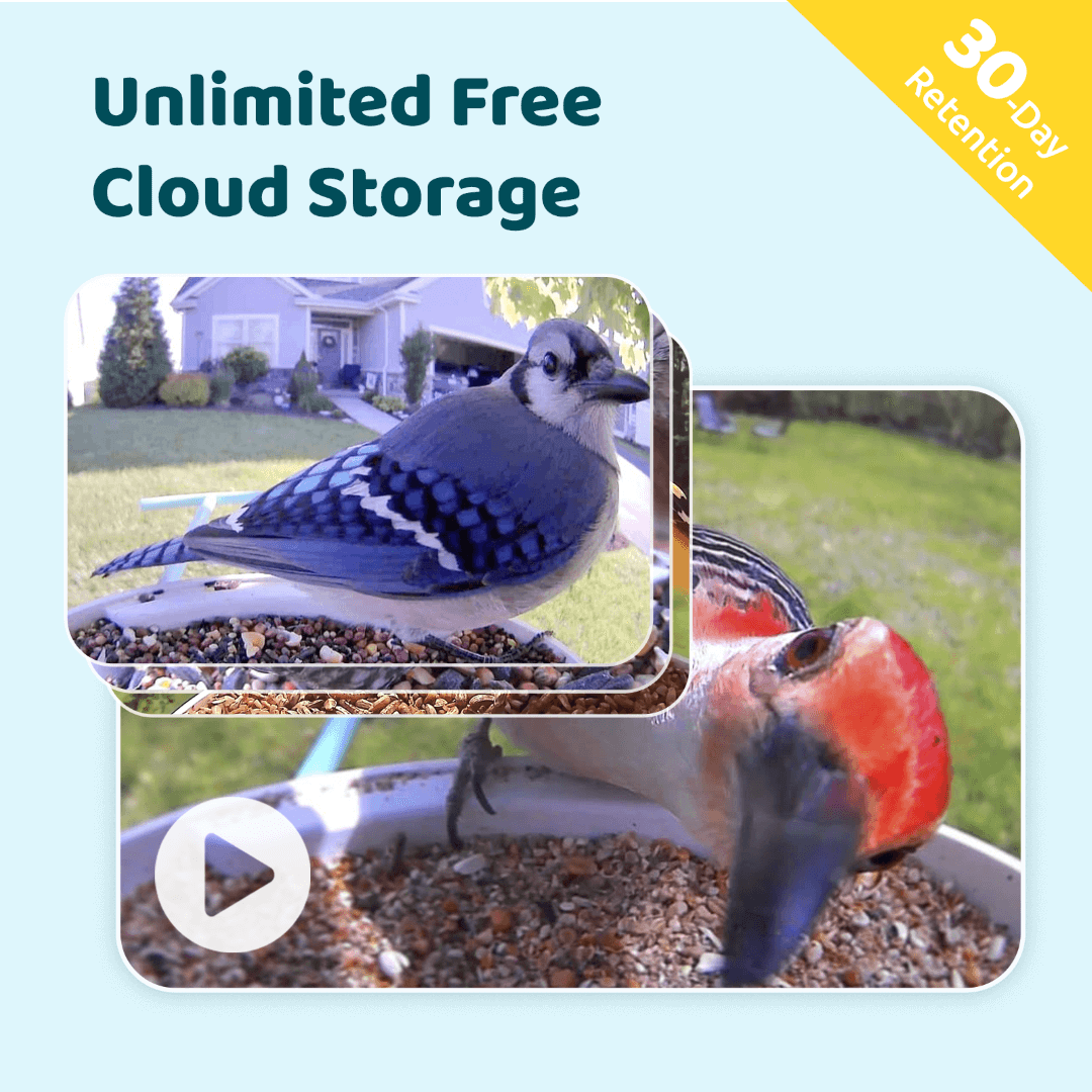 Birdfy Feeder with Solar Panel - Solar-Powered Smart Bird Feeder with Camera